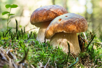 Mushrooms in Forest Boletus Edulis. Edible Fungus on Ground with Moss.