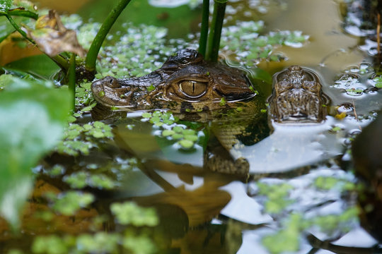 Cocodrilo selva amaz&oacute;nica