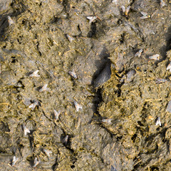 A cow cake in the grass. Manure of cattle.