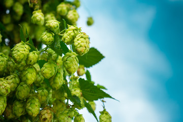 Green Hop Plant on Blue Sky Background