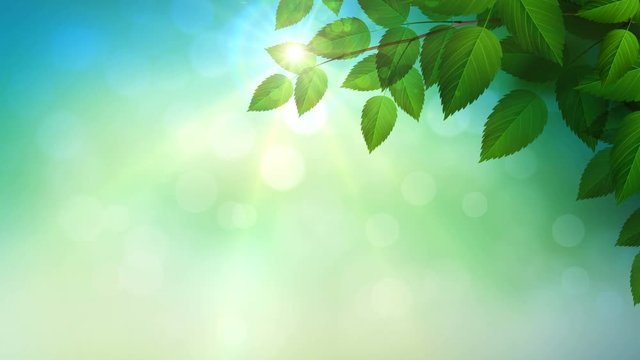 Sunny background with Natural branch with green leaves on the forest with sunlights. Looped 4K motion graphic.