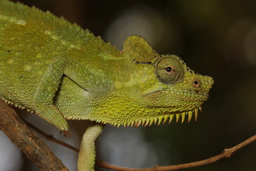 Male of the von Höhnel's chameleon, also known as the helmeted or the high-casqued chameleon. The species is endemic to eastern Africa.