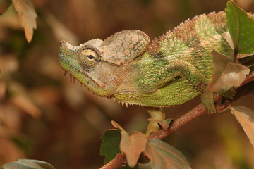 Male of the von Höhnel's chameleon, also known as the helmeted or the high-casqued chameleon. The species is endemic to eastern Africa.