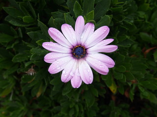 white and light purple daisy