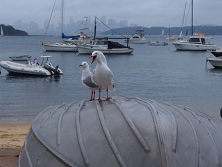 Obraz premium seagulls (Silver gull) and boats, sydney harbor