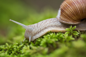 Helix pomatia also Roman snail, Burgundy snail