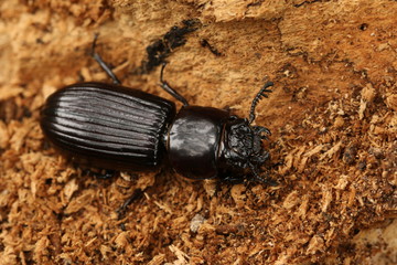 Passalid beetle from Eastern African tropical forests. A large insect species inhabiting decaying...