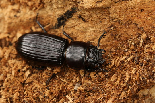 Passalid beetle from Eastern African tropical forests. A large insect species inhabiting decaying wood.
