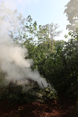 Charcoal kiln made in the tropical rain forest in Eastern Africa. Logging for charcoal causes habitat loss of many species and changes the climate in region.