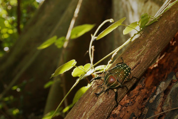 Mecynorhina polyphemus in its natural environment. A large scarab beetle found in dense tropical...