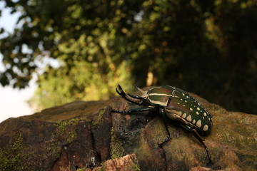Mecynorhina polyphemus in its natural environment. A large scarab beetle found in dense tropical African forests. It is a frequent feeder on fruits and sap flows from tree wounds.