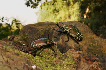 A couple of Mecynorhina polyphemus in its natural environment. A large scarab beetle found in dense tropical African forests. It is a frequent feeder on fruits and sap flows from tree wounds.