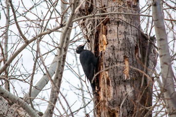 woodpecker sitting on the tree and produces his own food