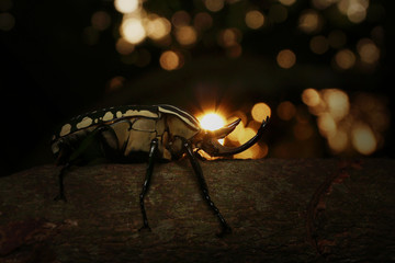Mecynorhina polyphemus in a sunset. A large scarab beetle found in dense tropical African forests....