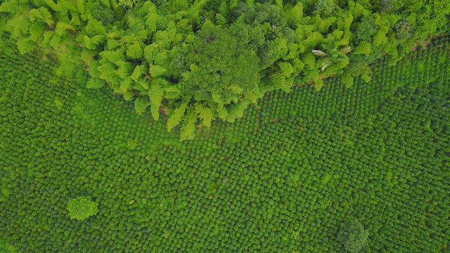 Vista a&eacute;rea de cultivo de cafe con guadua