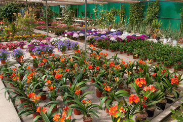 beautiful colorful fresh flowers in pots in a flower shop