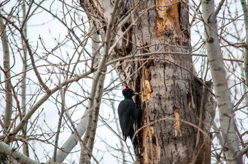 woodpecker sitting on the tree and produces his own food