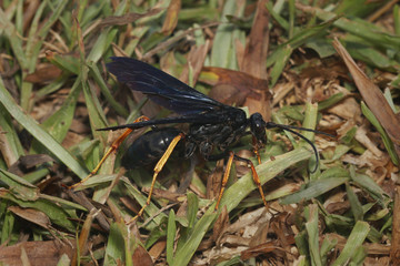 Spider-hunting wasp. A large tropical insect species with painful sting occurring in tropical regions of Africa.