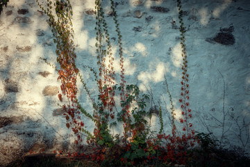 Old Wall with Plants. Evening Light Background.