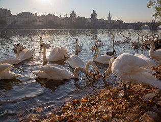 Prague - The Charles bridge and the swans on the Vltava river.