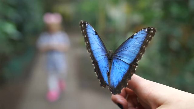 In the foreground sits a very beautiful blue butterfly. In the blur in the background is read the silhouette of a little girl. 4K Slow Mo
