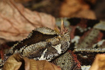 Butterfly viper, also called rhinoceros viper, river jack or arrowhead viper in its natural...