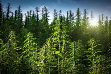 Cannabis Field. Marijuana Plants. Hemp with Sunset Sun on Sky. Ganja on Meadow.