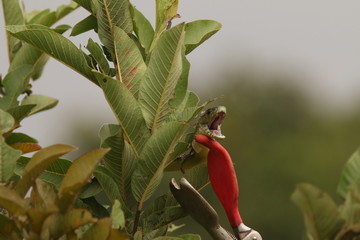 Catching Jamesons green mamba. A highly venomous species occurring in Eastern Africa.