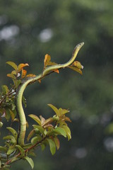 Jamesons green mamba hiding in the vegetation. A highly venomous species occurring in Eastern Africa, showing warning behavior.