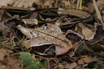 Large gaboon viper hiding in the old leaves. An extremly venomous snake species with cryptic color, living in Central and Eastern Africa, in its natural habitat.