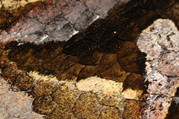 Scales of the large gaboon viper hiding in the old leaves. An extremly venomous snake species with cryptic color, living in Central and Eastern Africa.