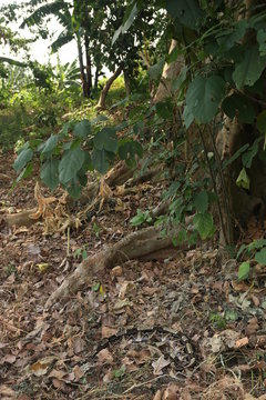 Large gaboon viper hiding in the old leaves. An extremly venomous snake species with cryptic color, living in Central and Eastern Africa, in its natural habitat.