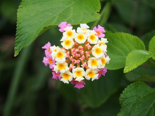 pink and white lantana