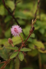 Sensitive plant, also called sleepy or action, shame, zombie or shy plant, Dormilones and touch-me-not, in its natural habitat. A common african species often grown for its curiosity value.