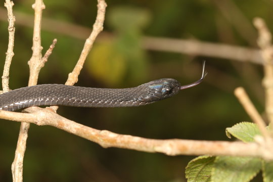 Montane egg-eating snake on a close up picture in its natural environment. A common african species feeding on eggs. 
