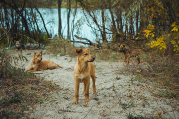 Homeless wild dog in old radioactive zone in Pripyat city - abandoned ghost town after nuclear disaster. Chernobyl exclusion zone.