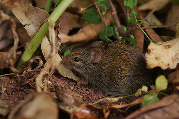 African forest rat in its natural environment. A common pest in crop fields, carrying many serious diseases in tropical Africa.