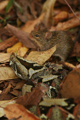Butterfly viper, also called rhinoceros viper, river jack or arrowhead viper in its natural habitat, waiting for a pray - the forest rat. An extremly venomous animal occurring in African rain forests.