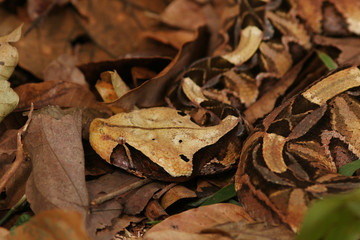 Large gaboon viper hiding in the old leaves. An extremly venomous snake species with cryptic color, living in Central and Eastern Africa, in its natural habitat.