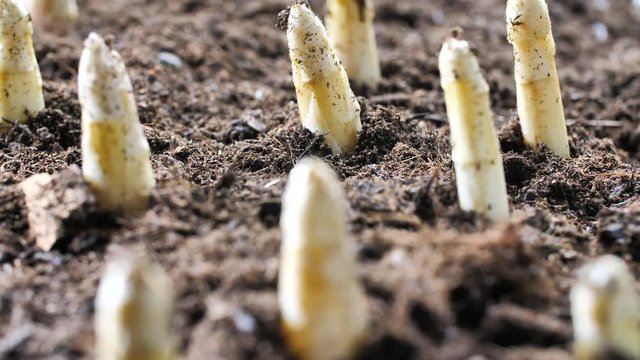Agriculture, farming. Fresh asparagus. Vegetarian healthy food. Growth harvest. Green asparagus