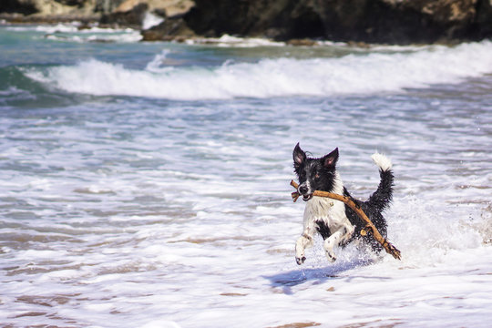 Perro jugando en la playa con tronco en el ocico