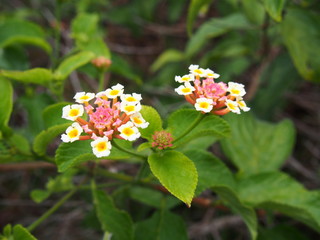 Fototapeta premium pink and white lantana