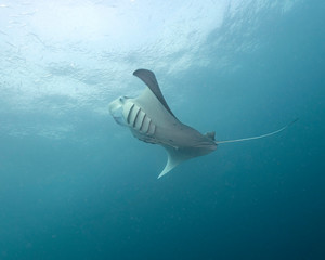 Manta Rays feed and clean in German Channel dive site of Palau's Rock Islands. The channel was originally dredged by Germans when they were colonizing the Pacific Island Nation.