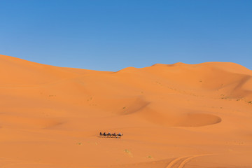 Fototapeta na wymiar Camel Train in the distance Traversing Sand Dunes in the Sahara Desert