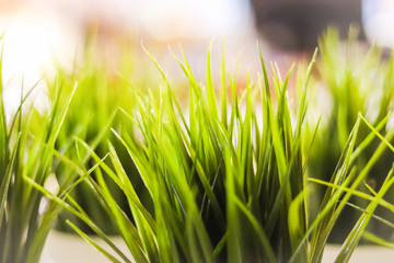 close-up decorative green grass indoor. Blurred background