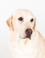 labrador dog studio photo isolated on white background