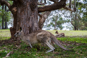 Naklejka na ściany i meble Kangaroos, Nelson Bay, NSW, Australia