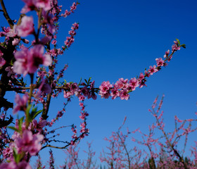 Apple orchard blossoms in spring in the Pyrenees-Orientales, France