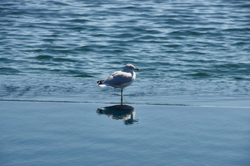 Une mouette sur le bord de l'eau