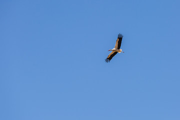 View of a flying adult stork against a blue sky
